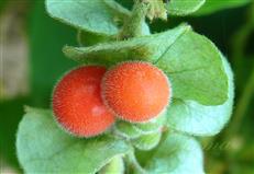  Female infl. with drupes